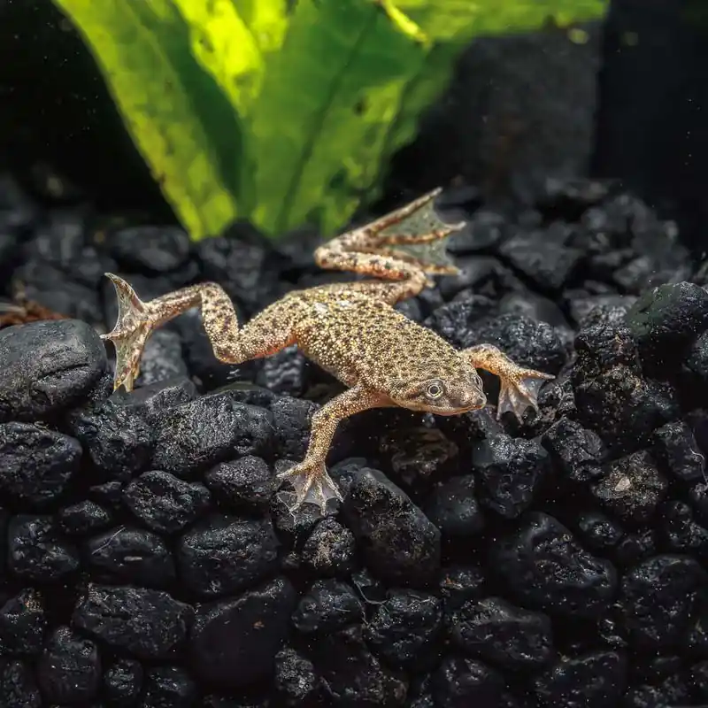 African Dwarf Frog - Freshwater Livestock