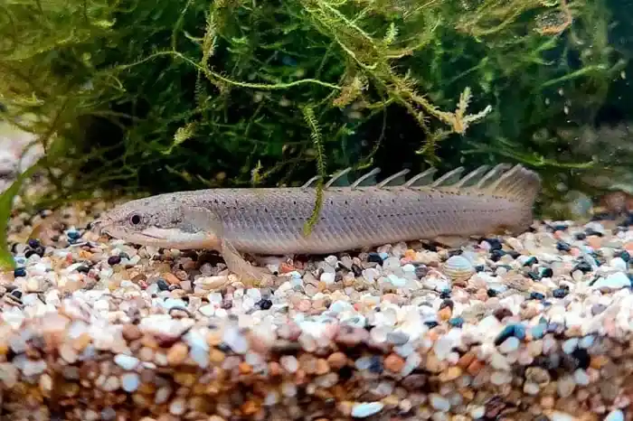 Senegal Bichir - Freshwater Livestock