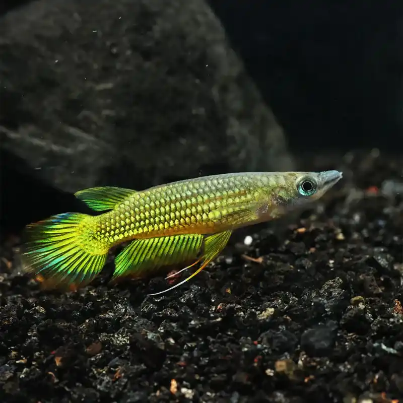Golden Killifish - Freshwater Livestock