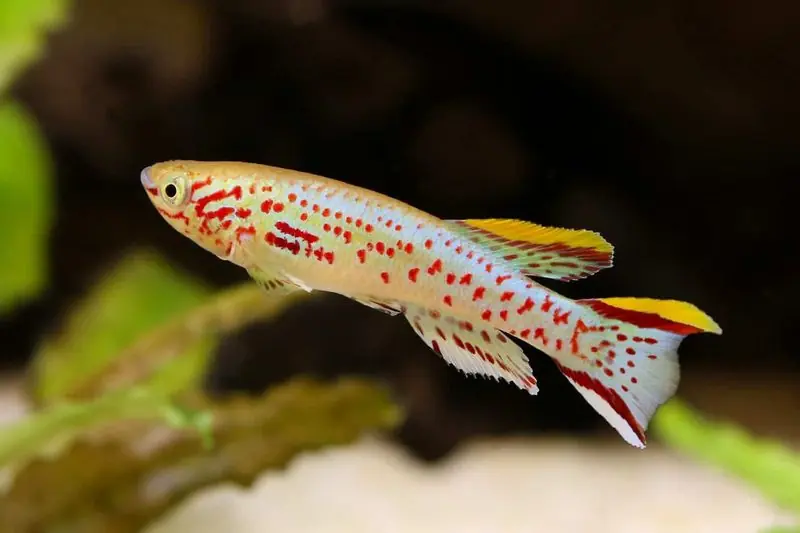 Gardneri Killifish - Freshwater Livestock