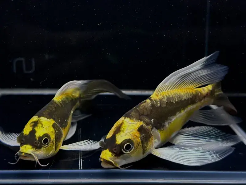 Mayan Butterfly Koi 5"+ - Freshwater Livestock