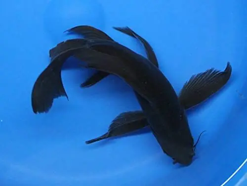 Japanese Black Butterfly Koi 6" - Freshwater Livestock