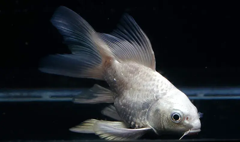 Platinum Longfin Short Body Koi - Freshwater Livestock