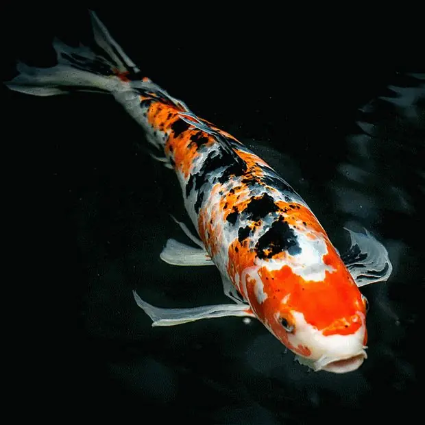 Japanese Taisho Sanke Koi 4"+ - Freshwater Livestock