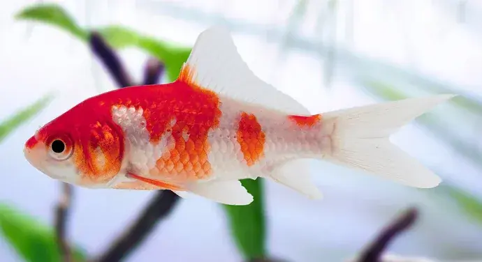 Red & White Wakin Goldfish 4"+ - Freshwater Livestock