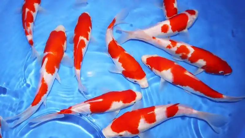 Japanese Kohaku Koi 4"+ - Freshwater Livestock