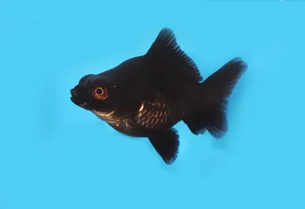 Black Demekin Short Tail 2.5"+ - Freshwater Livestock