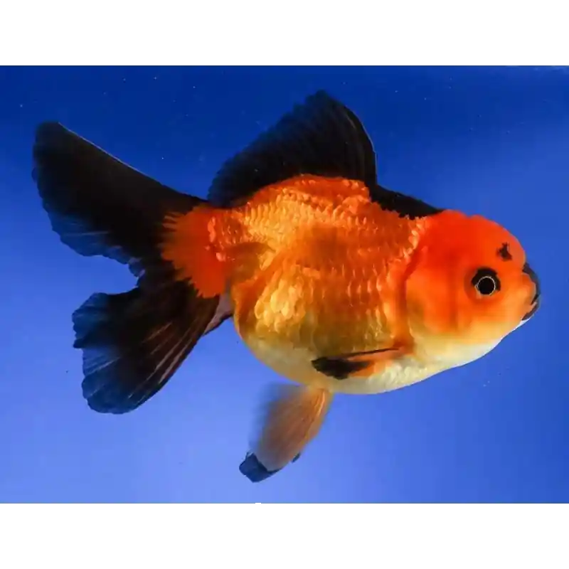 Red & Black Oranda 2"+ - Freshwater Livestock