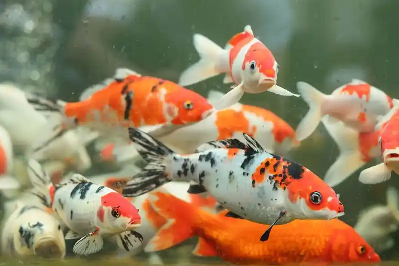 Assorted Japanese Koi 3"+ - Freshwater Livestock