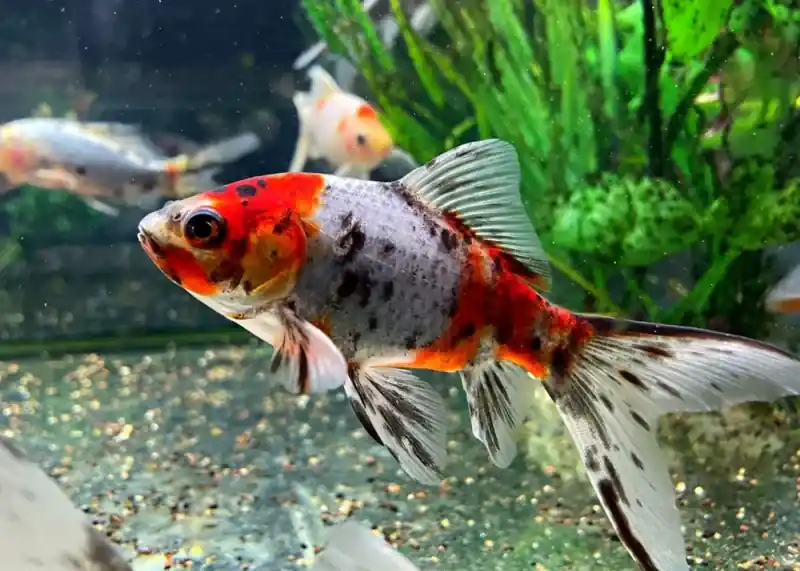 Shubunkin Goldfish 3"+ - Freshwater Livestock