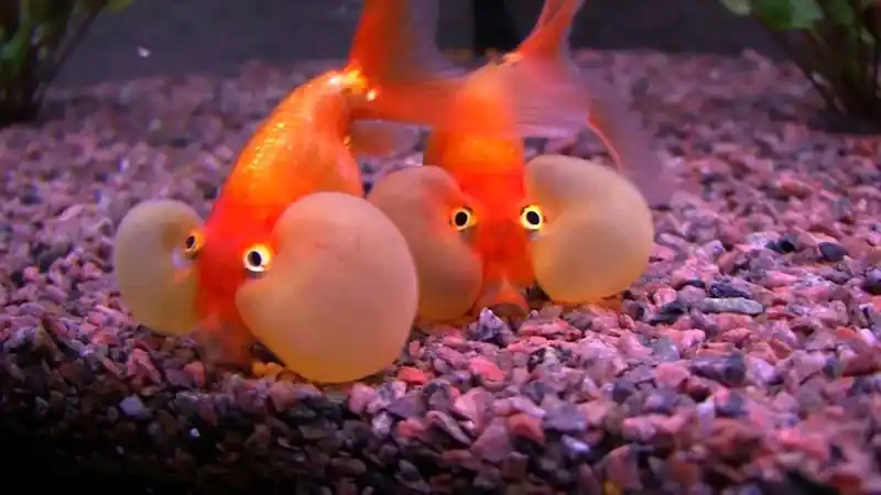 Red Bubble Eye Goldfish - Freshwater Livestock
