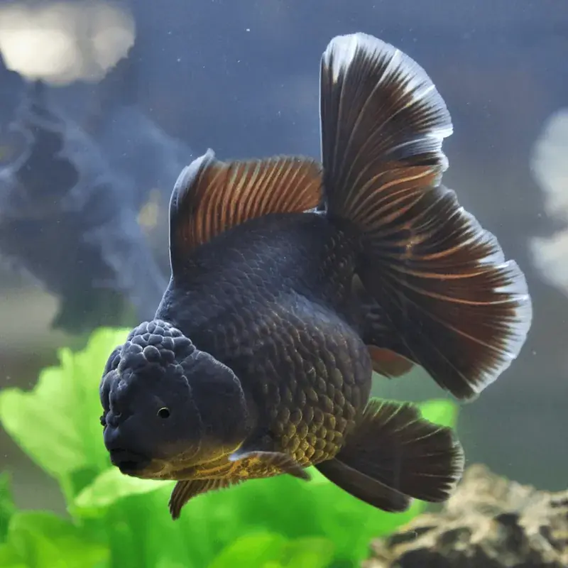 Black Oranda Large - Freshwater Livestock