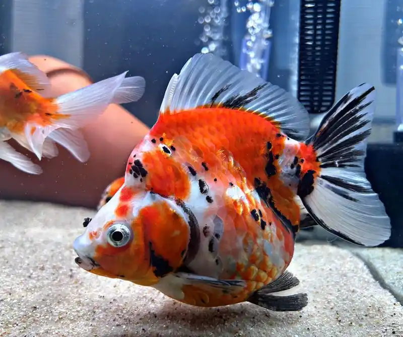 Tricolor Short Tail Ryukin Large - Freshwater Livestock