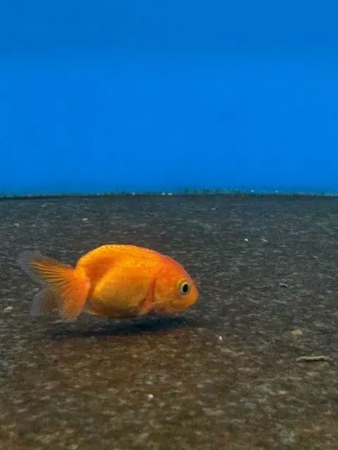 Thai Lionhead Goldfish 2" - Freshwater Livestock