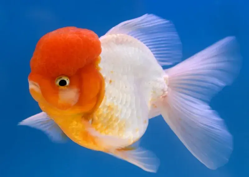 Lionhead Oranda 2"+ - Freshwater Livestock