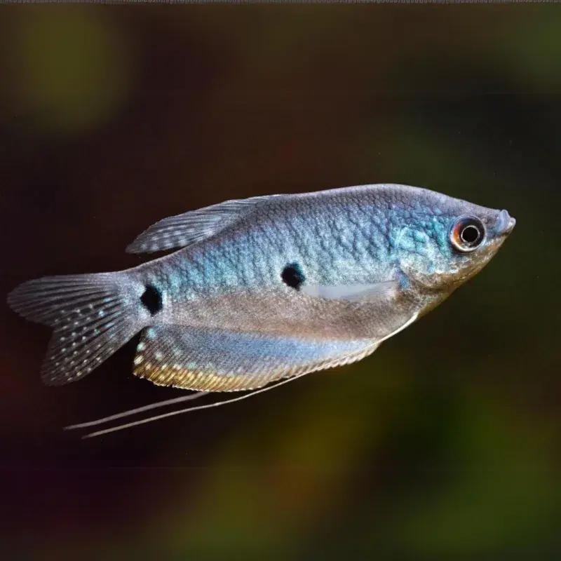 Blue Gourami - Freshwater Livestock