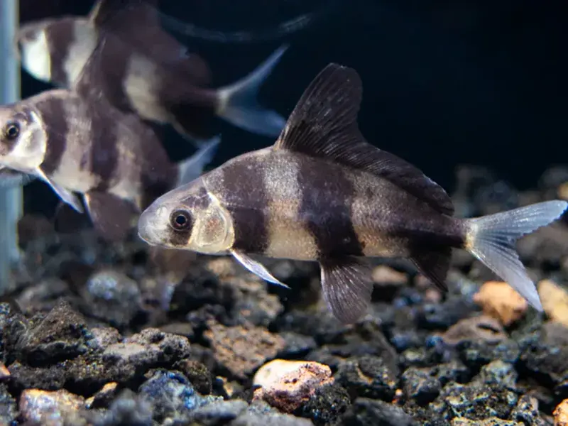 Chinese Hi Fin Banded Loach 3" - Loaches