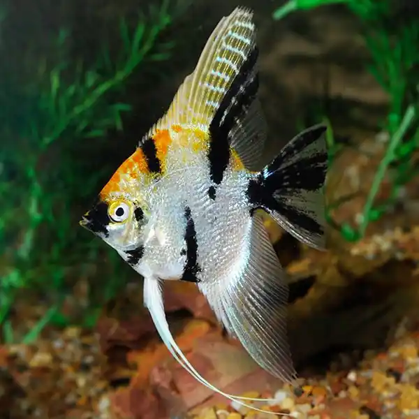 Koi Angel Large - Freshwater Livestock