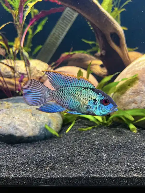 Electric Blue Acara - Cichlids/Predatory Fish