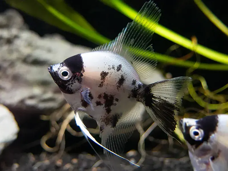 Panda Angel Large - Freshwater Livestock