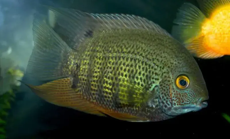 Green Severum Cichlid 2.5"+ - Cichlids/Predatory Fish