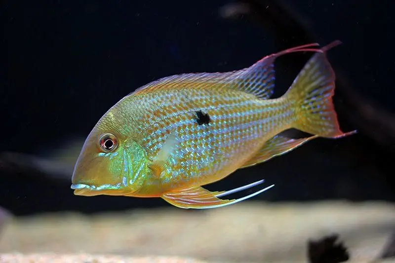 Geophagus Suriname - Cichlids/Predatory Fish
