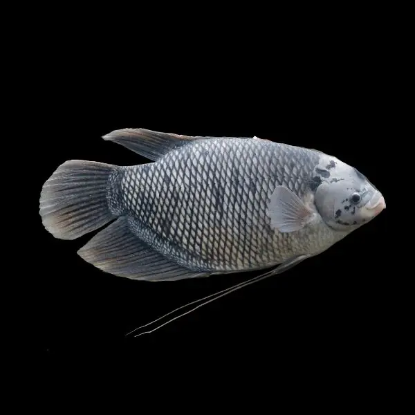 Giant Gourami 3" - Freshwater Livestock