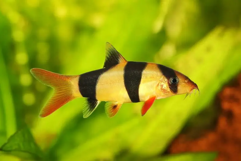 Clown Loach 2"+ - Loaches