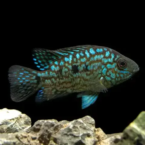 Carpintis Cichlid 3" - Cichlids/Predatory Fish