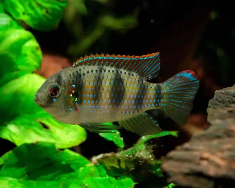 African Butterfly Cichlid 2" - Cichlids/Predatory Fish
