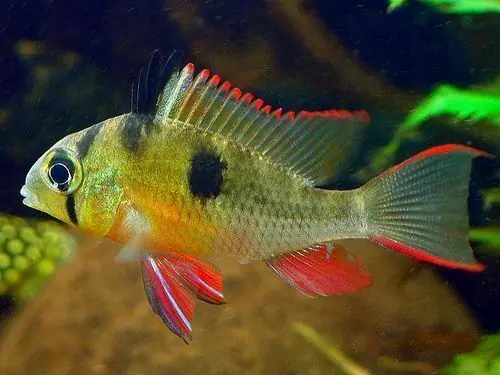 Bolivian Ram (Mikrogeophagus altispinosus) 2" - Cichlids/Predatory Fish