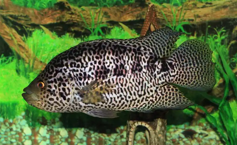 Managuense 2" - Cichlids/Predatory Fish