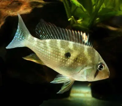 Heckelii Geophagus 3” - Cichlids/Predatory Fish