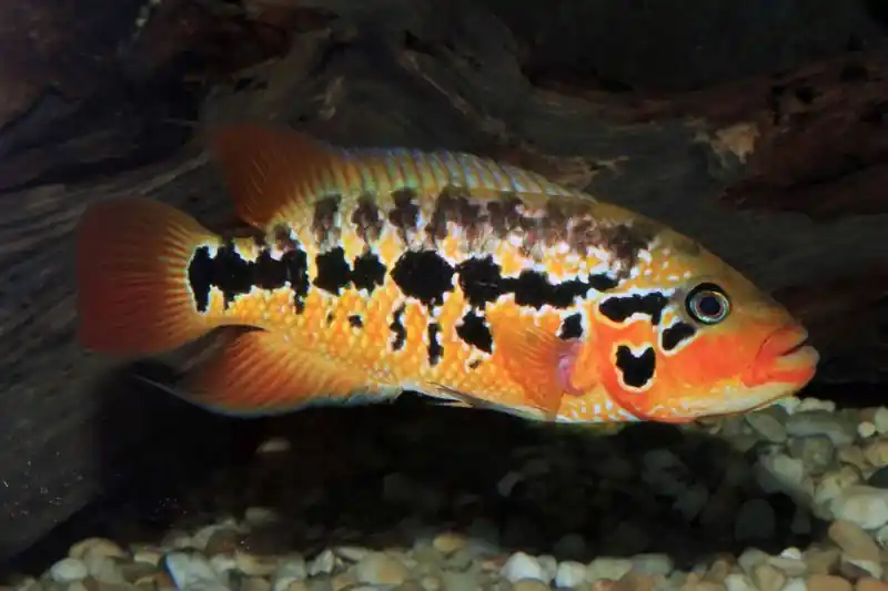 Red Tiger Motaguensis 2" - Cichlids/Predatory Fish