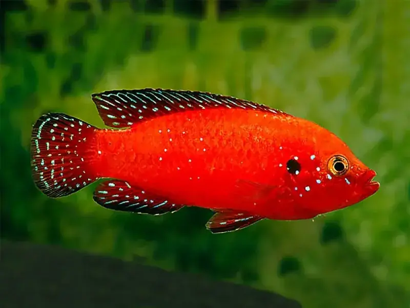 Turkana Jewel Cichlid 2” - Cichlids/Predatory Fish