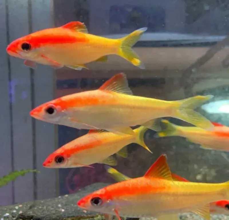 Golden Roseline Shark 2.5"+ - Freshwater Livestock