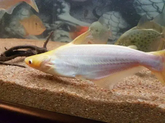Albino Pangasius Catfish 2"