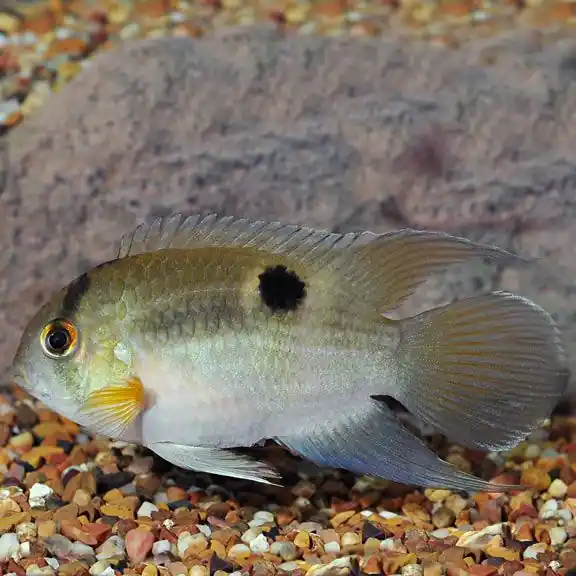 Keyhole Cichlid 2" - Cichlids/Predatory Fish