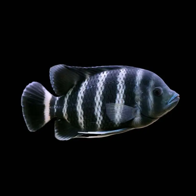 Butterkoreri Cichlid - Cichlids/Predatory Fish