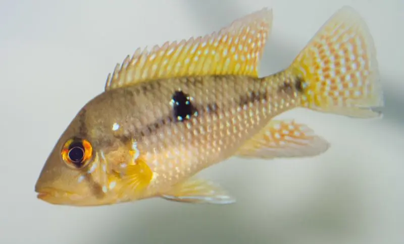 Geophagus Brasiliensis 3.5"+ - Cichlids/Predatory Fish