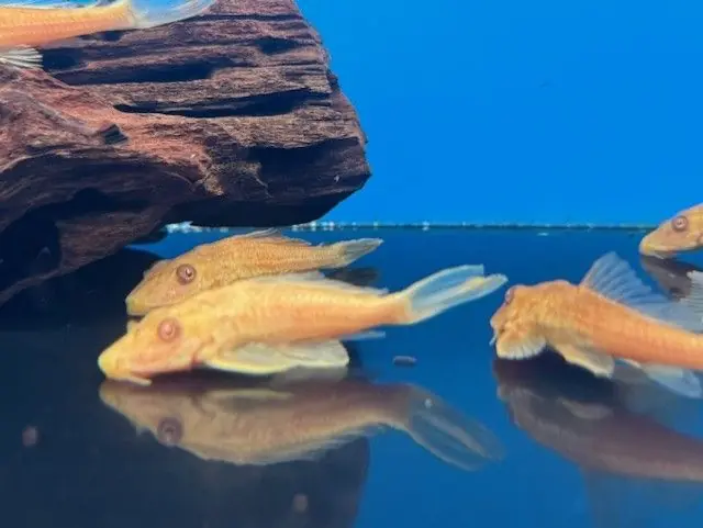 Golden Pleco 3.5-5"