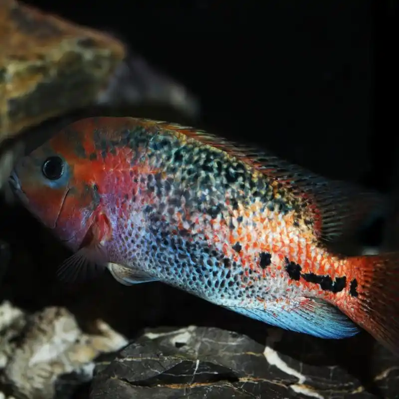 Synspilum "Vieja Melanura" 5" - Cichlids/Predatory Fish