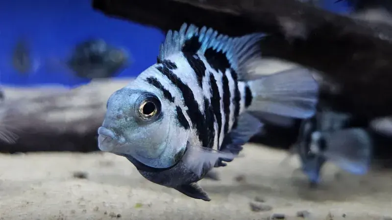Polar Blue Convict Parrot - Cichlids/Predatory Fish