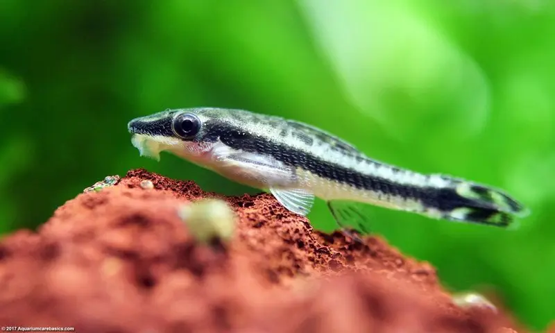 Otocinclus Catfish Tank Raised