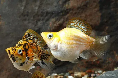 Assorted Balloon Molly - Freshwater Livestock