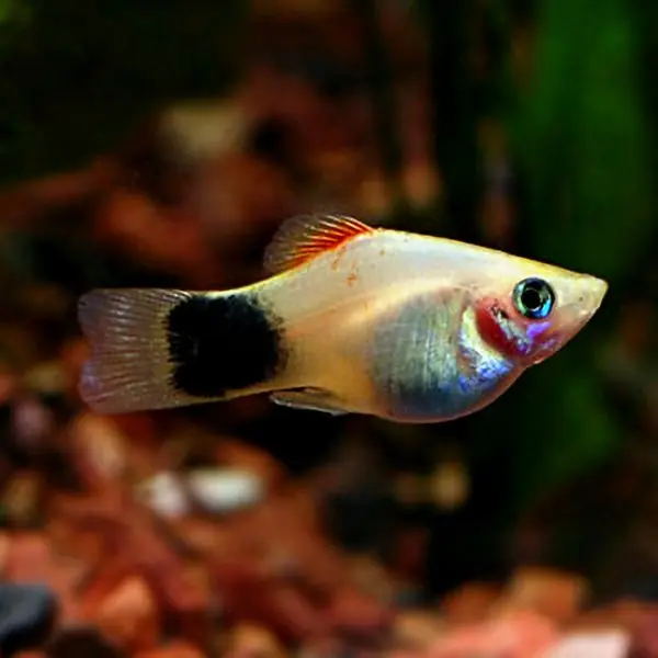 Mickey Mouse Platy - Freshwater Livestock