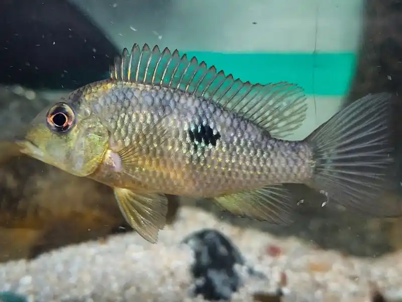 Gold Dust Geophagus "Alto Sinu" - Cichlids/Predatory Fish