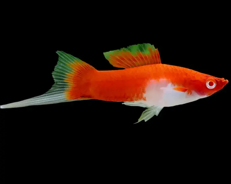 Kohaku Swordtail - Freshwater Livestock