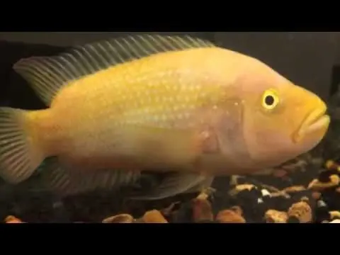 Golden Jack Dempsey 3"+ - Cichlids/Predatory Fish