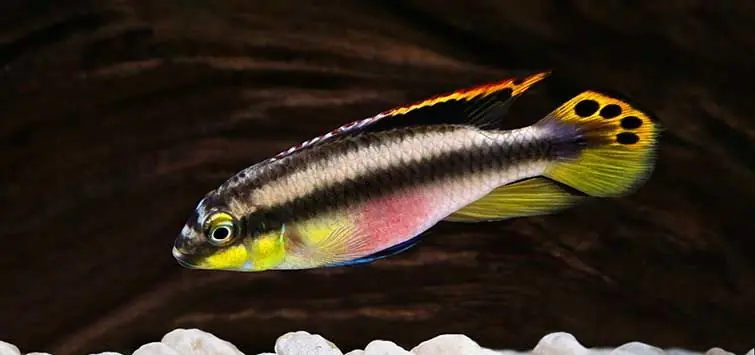 Kribensis Cichlid - Cichlids/Predatory Fish